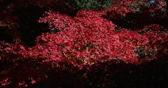 Colorful autumn leaves on a sunny day at Tofukuji Temple in Kyoto, Japan.