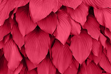 Viva magenta color of the year 2023. leaves pattern background in color viva magenta with dark leaves, fresh flat background toned in color of the year 2023 viva magenta. Hosta leaves. - obrazy, fototapety, plakaty