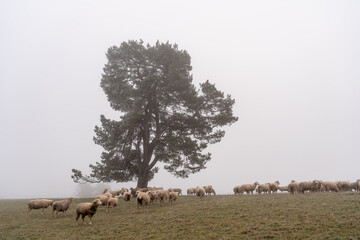 Schafe auf dem Rußberg bei Tuttlingen