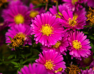 Obraz premium flowers