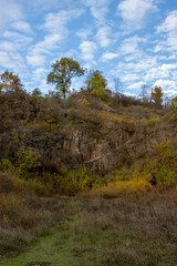 forest and sky
