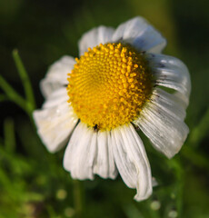 Obraz premium daisy flower closeup