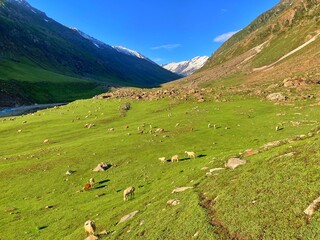Fototapeta na wymiar Beautiful pasture with Animal cows goats