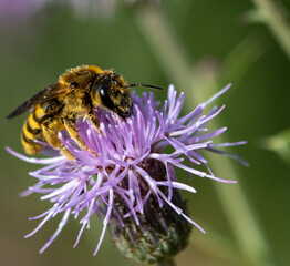 bee on a flower