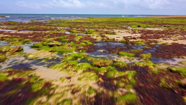 Vue a&eacute;rienne rasante d'un paysage de bord de mer avec des algues et des varechs de diff&eacute;rentes couleurs