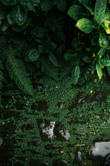 Green leaves nature background, raindrops, dark green tones, fern, moss, close up view