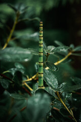 Green leaves nature background, raindrops, dark green tones, close up view