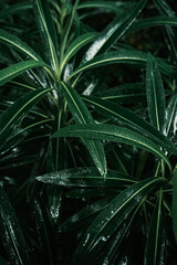 Naklejka na ściany i meble Green leaves nature background, raindrops, dark green tones, close up view