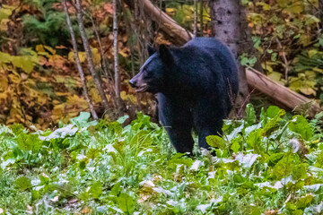 Naklejka na ściany i meble Black bear in forest at national park la Mauricie.Quebec. Canada.