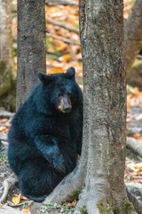 Black bear in forest at national park la Mauricie.Quebec. Canada.