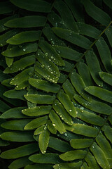 Green leaves nature background, raindrops, dark green tones, close up view