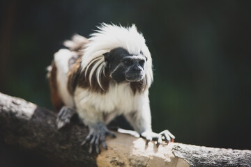 Close up of a tamarin