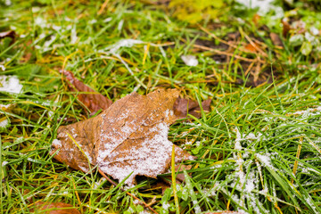 Naklejka premium dry fallen leaf shot at close range with a texture covered with snow and frost on the background of grass with green bokeh during the day