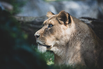 Naklejka na ściany i meble Close up of a lioness