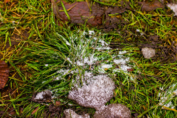 green grass covered with hoarfrost and snow against the background of brown leaves taken at close range during the day with texture