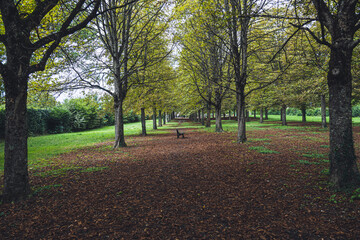 Naklejka premium allée d'arbre avec banc en automne