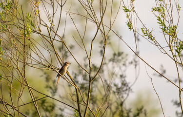 Neuntöter, Lanius collurio, Rotrückenwürger