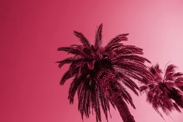 Viva Magenta color of the year 2023 Palm tree on background of sky bottom view, abstract summer tropical modern background. magenta color poster design, nature