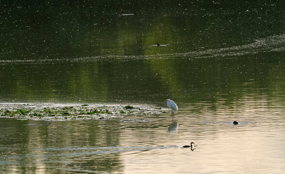 Silberreiher, Ardea Alba