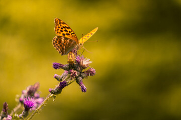 Kaisermantel, Silberstrich, Argynnis paphia,