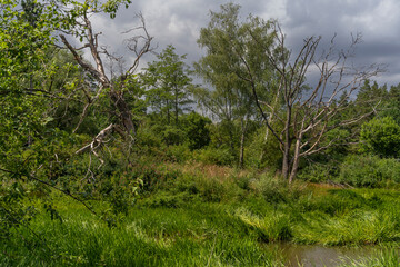 Kleiner See bei Sambachshof im Naturpark Haßberge, Landkreis Rhön-Grabfeld, Unterfranken, Franken, Bayern, Deutschland