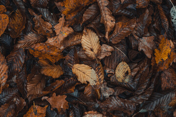 Background dark colored fallen leaves with a predominant orange-brown color in the autumn season. The end of one life and the beginning of a new one