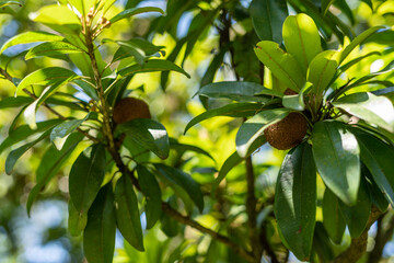 Sapodilla fruit for healthy. Sapodilla fruit come from America.This fruit for prevent cancer,...
