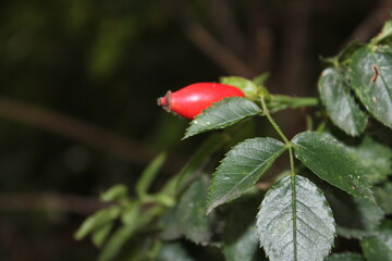 red flower in the bush