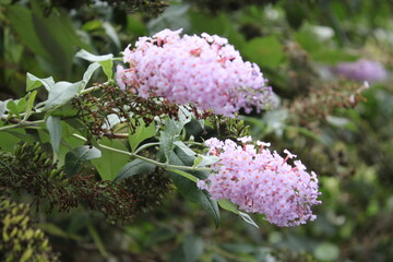pink and white lilac flowers