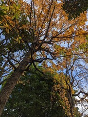trees in autumn
