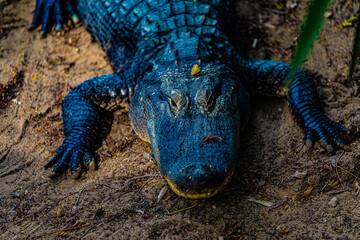 portrait alligator on the ground	

