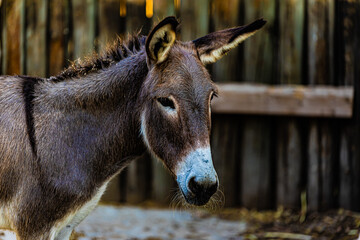 portrait of a donkey close up