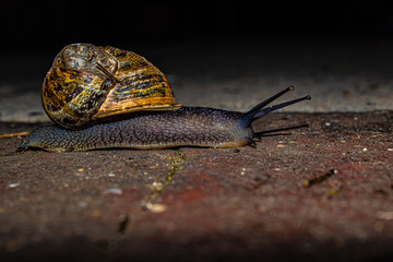 snail on a stone close up