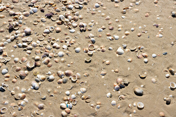shells on the beach