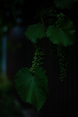 Green grape on branches in the garden