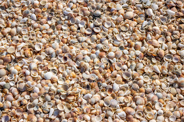 shells on the beach