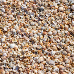 shells on the beach