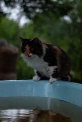 Cat is drinking water from garden basin