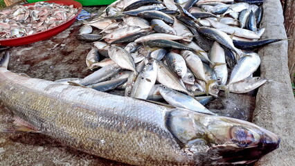 close-up many fish big live deep sea dead sell market store still frozen fresh for cook.