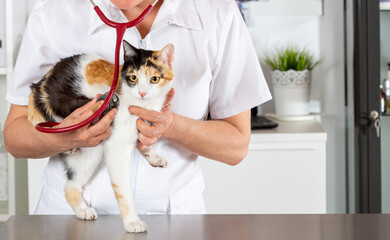 Veterinary clinic with a kitten - 551050332
