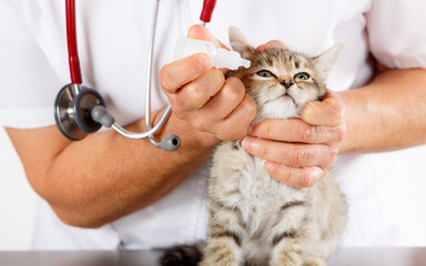 Veterinary clinic with a kitten