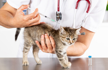 Veterinary clinic with a kitten - 551050348