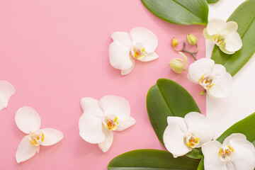 white orchid flowers on pink ackground