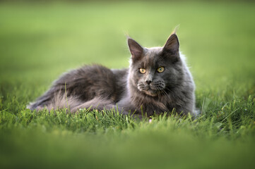 young maine coon cat lying down on grass in summer