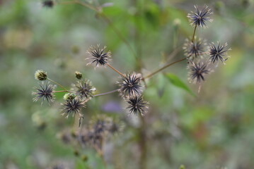 Bidens pilosa ( Hairy beggar-ticks )  achenes. The yellow tubular flowers bloom from September to...
