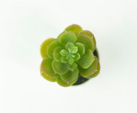 Plastic Plant 6