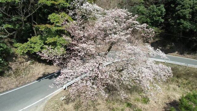 	兵庫県豊岡三原峠の山桜　4月2日撮影　国道11号線