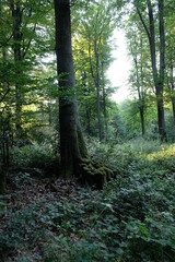 FU 2021-07-23 Remagen 119 Im Wald ist ein Baum im Efeu