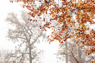 Branches d'arbre aux feuilles orange, avec en arrière-plan d'autres arbres dans la brume du matin