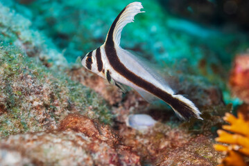 Underwater scene with a wild juvenile spotted drum while seen SCUBA diving